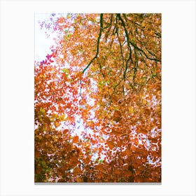 Autumn Leaves Canvas Print