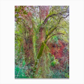 Moss Covered Trees 20240210122645pub Canvas Print