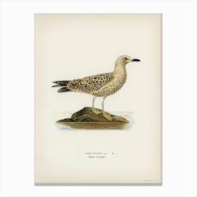 Leser Black Backed Gull, The Von Wright Brothers Canvas Print
