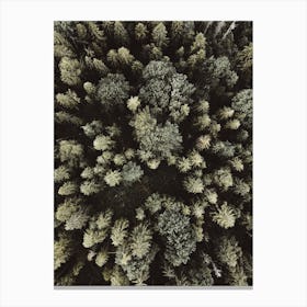Forest From Above Canvas Print