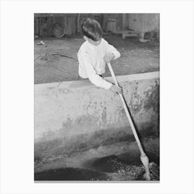 Mexican Boy Sweeping Out Vat In Which Pecans Are Soaked Before Cracking, They Must Be Damp To Prevent Canvas Print