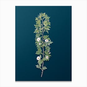 Vintage Cuspidate Rose Botanical Art on Teal Blue n.0394 Canvas Print