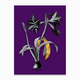 Vintage Brazilian Amaryllis Black and White Gold Leaf Floral Art on Deep Violet n.0623 Canvas Print