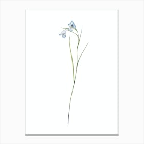 Vintage Blue Pipe Botanical Illustration on Pure White n.0204 Canvas Print