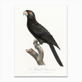 The Greater Vasa Parrot From Natural History Of Parrots, Francois Levaillant Canvas Print