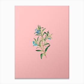 Vintage Blue Narrow Leaved Sollya Botanical on Soft Pink n.0640 Canvas Print