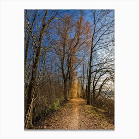 Autumn In The Woods Canvas Print