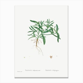 Aizoon Hifpanicum, Pierre Joseph Redoute Canvas Print