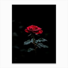 Dark Rose 95 Canvas Print