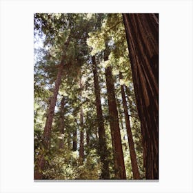 Redwood Forest Xii Canvas Print