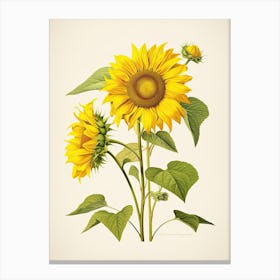 Sunflowers Flower Vintage Botanical 3 Canvas Print