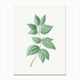 Mint Leaf Illustration 4 Canvas Print