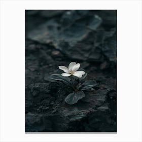 White Flower On A Rock Canvas Print