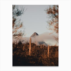 Foggy Morning In The Sonoran Desert Canvas Print