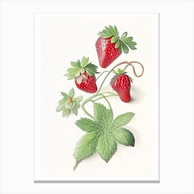 Alpine Strawberries, Plant, Quentin Blake Illustration Canvas Print