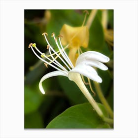 Honeysuckle Canvas Print