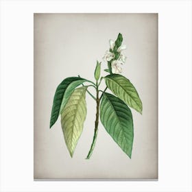 Vintage Malabar Nut Botanical on Parchment n.0251 Canvas Print