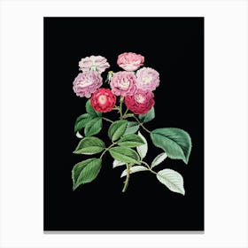Vintage Seven Sister's Rose Botanical Illustration on Solid Black n.0491 Canvas Print