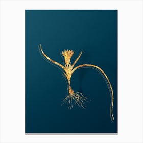 Vintage Ixia Recurva Botanical in Gold on Teal Blue n.0269 Canvas Print
