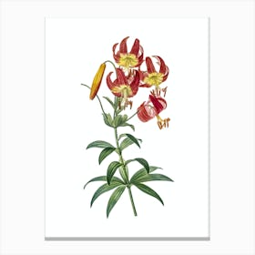 Vintage Turban Lily Botanical Illustration on Pure White n.0320 Canvas Print