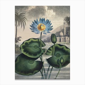 Vintage Thornton 5 Water Lily Canvas Print