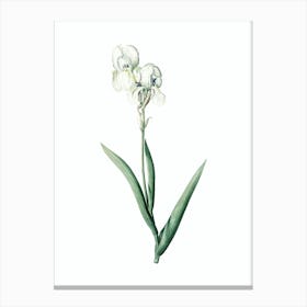 Vintage Tall Bearded Iris Botanical Illustration on Pure White n.0767 Canvas Print