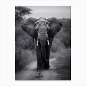 Elephant In The Wild 2 Canvas Print