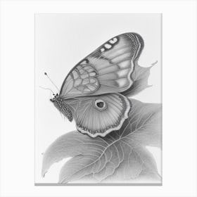 Comma Butterfly Greyscale Sketch 1 Canvas Print