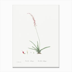 Aloe Obliqua, Pierre Joseph Redoute Canvas Print