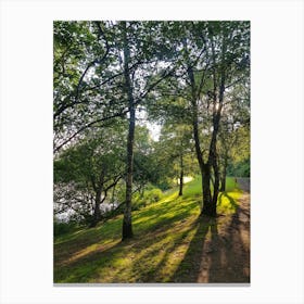 Trees and shadows Canvas Print