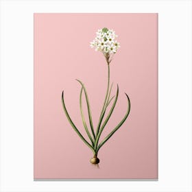 Vintage Arabian Starflower Botanical on Soft Pink n.0749 Canvas Print