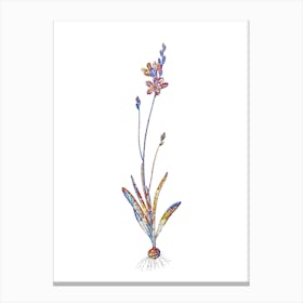 Stained Glass Mossel Bay Tritonia Mosaic Botanical Illustration on White n.0201 Canvas Print