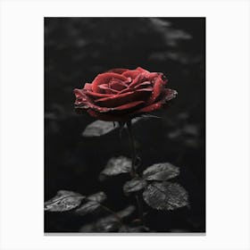 Dark Rose 154 Canvas Print