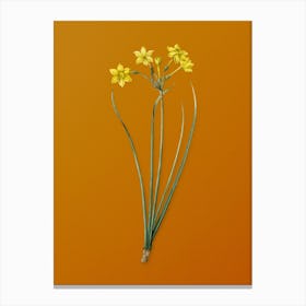 Vintage Rush Daffodil Botanical on Sunset Orange n.0438 Canvas Print