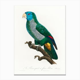 The Saint Lucia Amazon From Natural History Of Parrots, Francois Levaillant Canvas Print