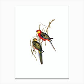 Vintage Western Rosella Parrot Bird Illustration on Pure White n.0237 Canvas Print