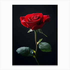 Single Red Rose 6 Canvas Print