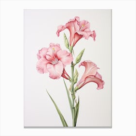 Gladiolus Flower Vintage Botanical 0 Canvas Print