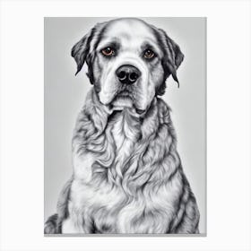 American Water Spaniel B&W Pencil dog Canvas Print