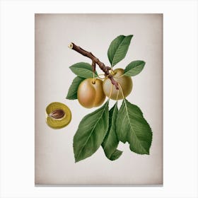 Vintage Prune Botanical on Parchment n.0722 Canvas Print