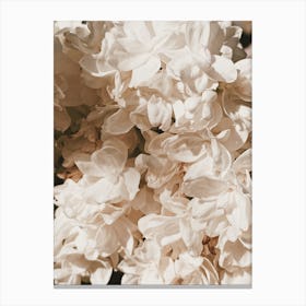 White Peony Flowers Canvas Print