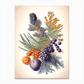 Juniper Berries Spices And Herbs Retro Drawing 2 Canvas Print