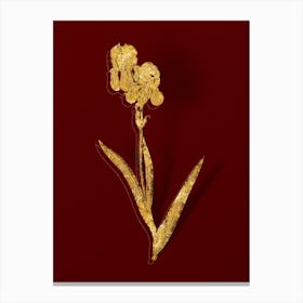 Vintage Tall Bearded Iris Botanical in Gold on Red n.0283 Canvas Print