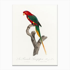 Papuan Lorikeet From Natural History Of Parrots, Francois Levaillant Canvas Print