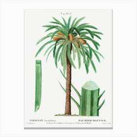 Date Palm, Pierre Joseph Redoute 1 Canvas Print