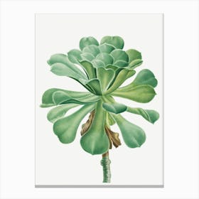 Succulent Plant Canvas Print