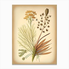 Caraway Spices And Herbs Retro Drawing 1 Canvas Print