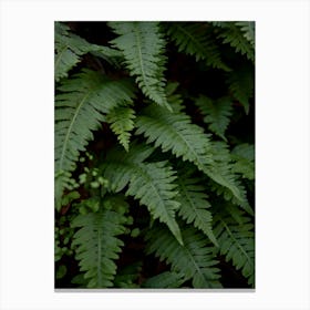 wild fern Canvas Print