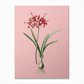 Vintage Guernsey Lily Botanical on Soft Pink n.0308 Canvas Print