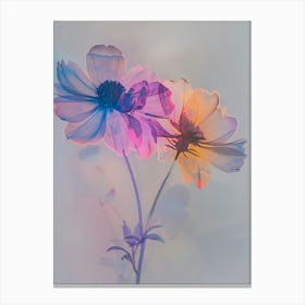 Iridescent Flower Cineraria 2 Canvas Print